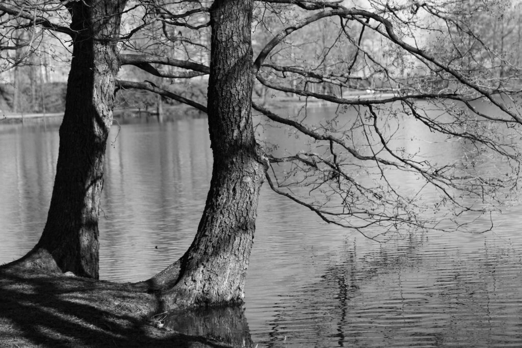 Forgiveness in Family Constellations symbolised by two trees standing side by side in balance beside still water.