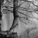 Forgiveness in Family Constellations symbolised by two trees standing side by side in balance beside still water.