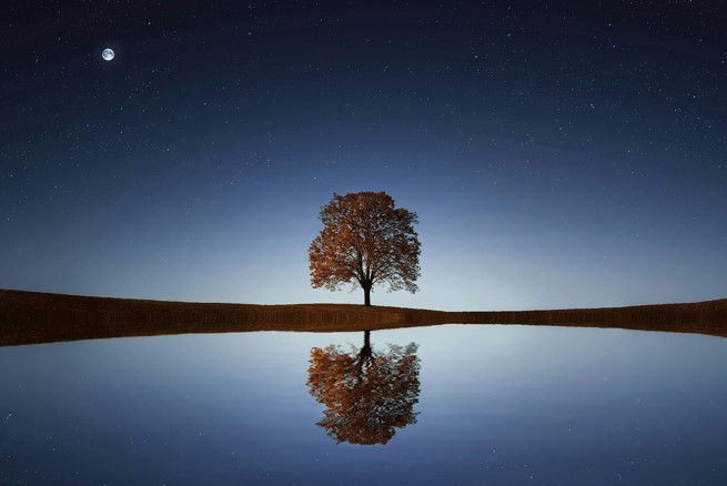 Solitary tree reflected in calm lake under starry night sky