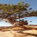 Tree with exposed roots symbolising bonded love and systemic entanglement in family constellations.