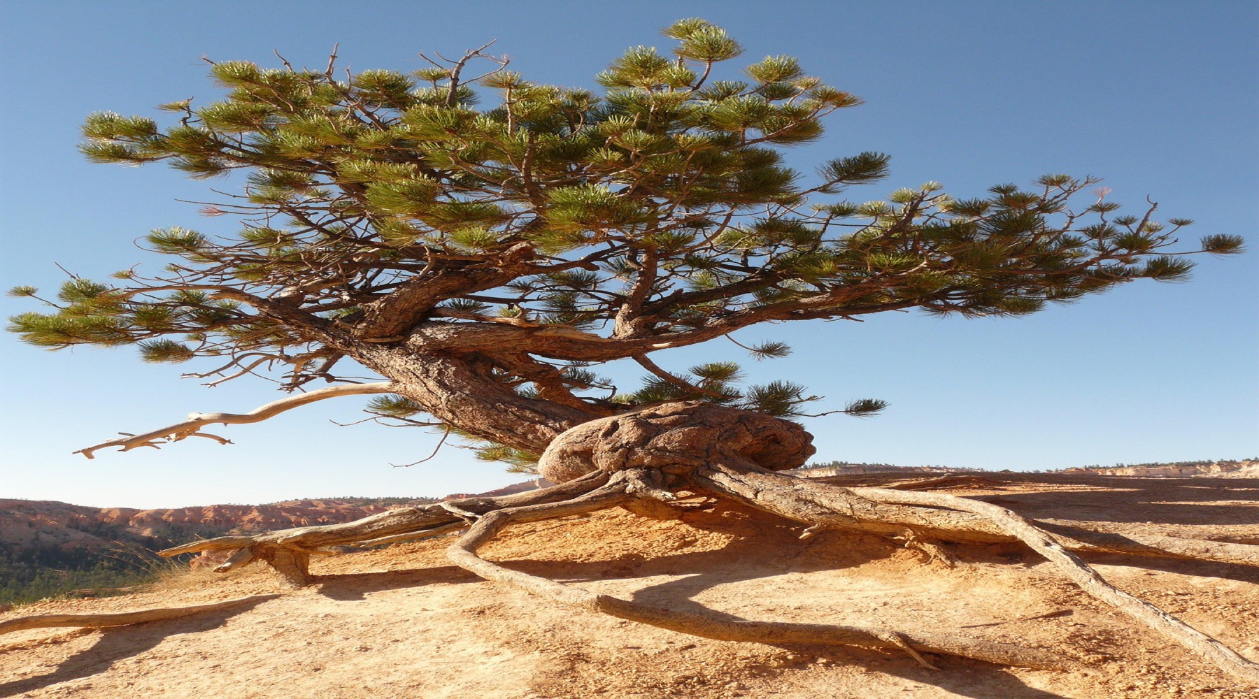 Tree with exposed roots symbolising bonded love and systemic entanglement in family constellations.