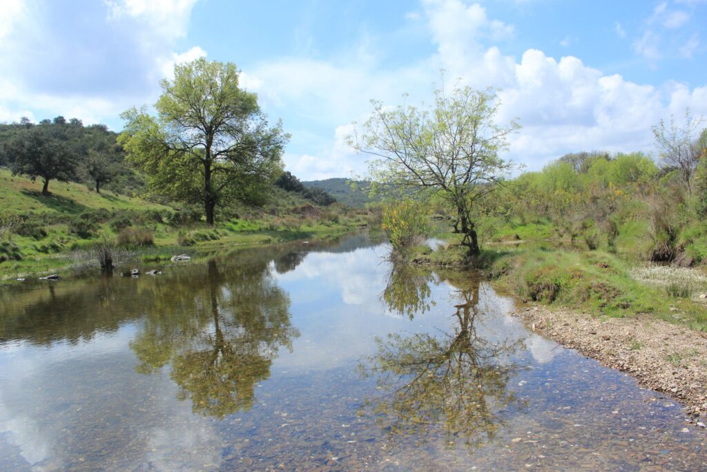 Two trees across a river, reflecting a quiet meeting between two people in nature