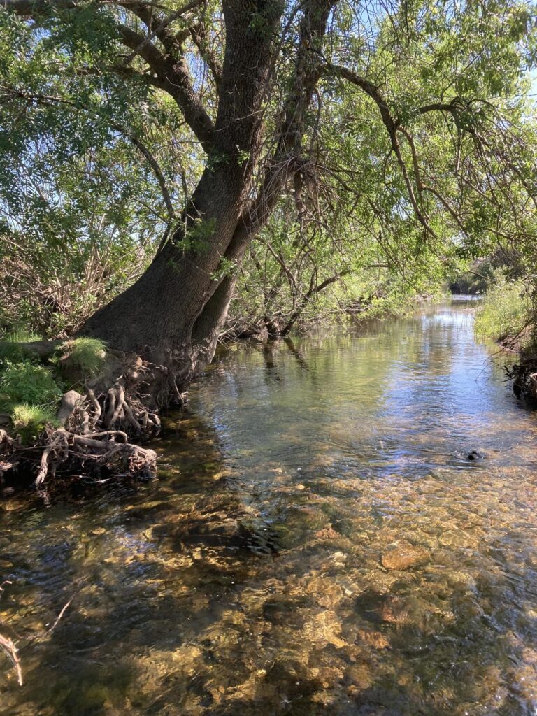 A flowing stream beside an old ash tree, symbolising stability and movement