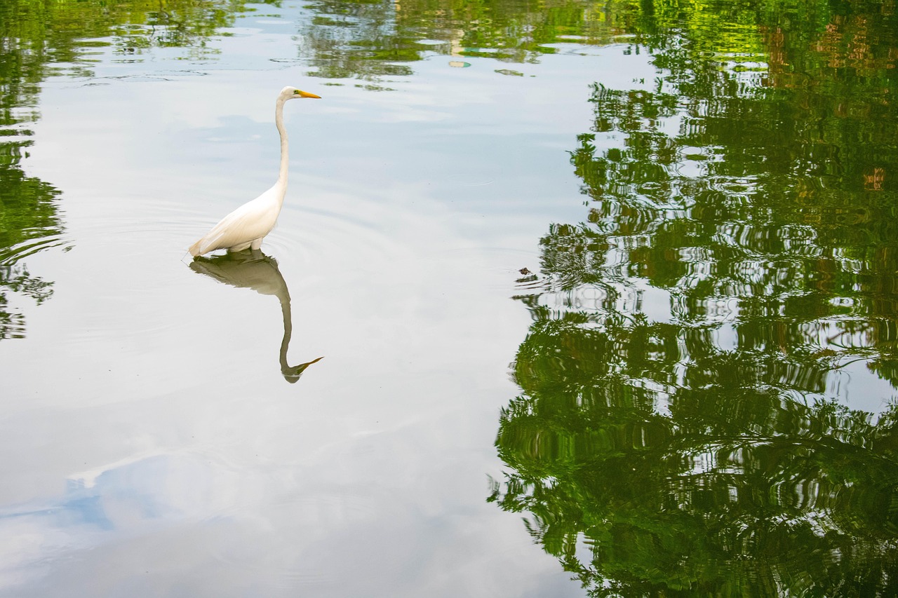 White egret standing still in calm pond water with soft reflections