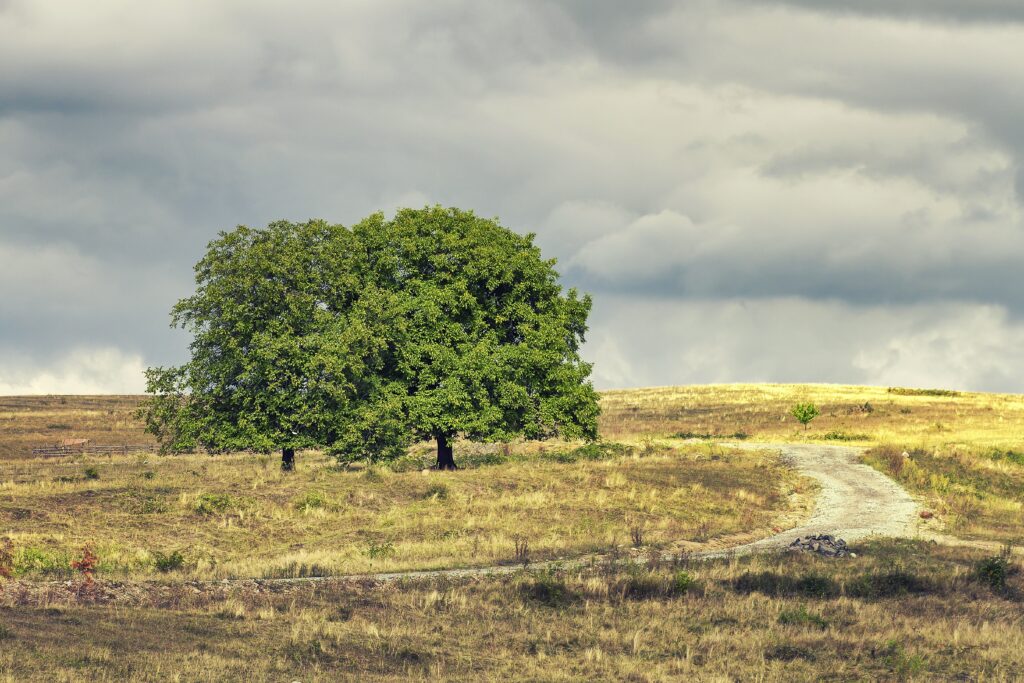 winding path through open landscape representing loss of direction and emerging clarity
