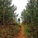 Person walking along a forest path disappearing into mist, representing uncertainty and overthinking